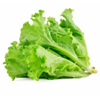 _lettuce _lettuce.jpg